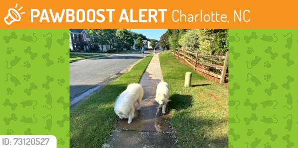 Found/Stray Unknown Dog last seen Near Provincetowne Drive Charlotte, Charlotte, NC 28277
