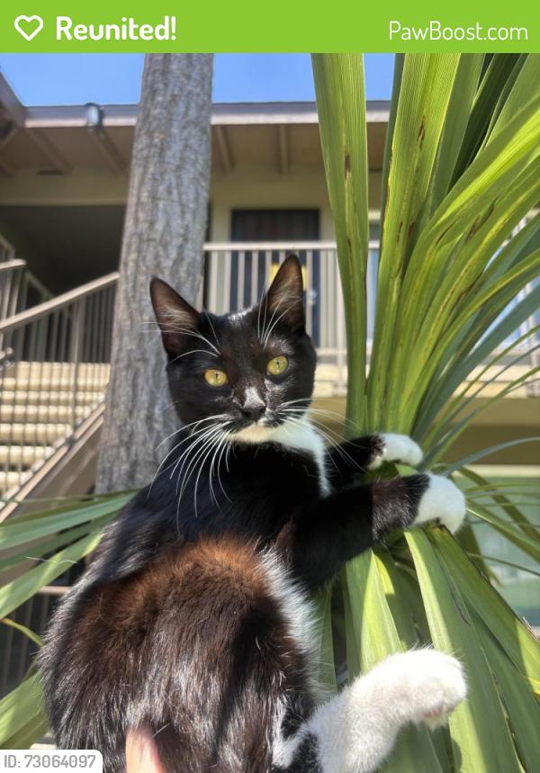 Reunited Female Cat last seen 4th St, Buena Park, CA 90621, USA, Buena Park, CA 90621