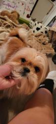 Reunited Female Dog last seen Near & AVE P LUBBOCK TX 79423, Lubbock, TX 79423