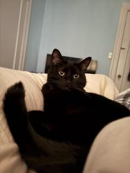 Reunited Male Cat last seen Latona Ave NE & NE 45th St, Seattle, WA 98105