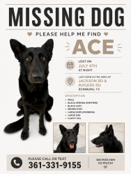 Lost Male Dog last seen Near Evaristo Ln Edinburg, Edinburg, TX 78541