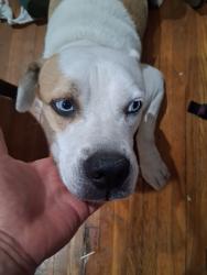 Found/Stray Male Dog last seen nw 37 av and nw 7 st, Miami, FL 33134