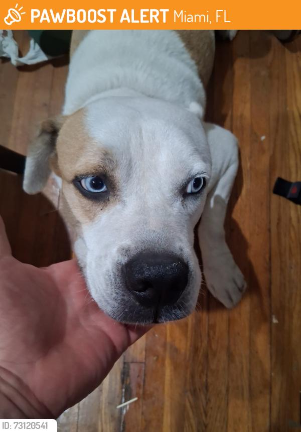 Found/Stray Male Dog last seen nw 37 av and nw 7 st, Miami, FL 33134