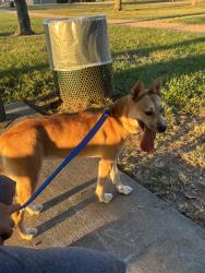 Reunited Female Dog last seen Near Norwood Street, Deer Park, TX 77536, Deer Park, TX 77536
