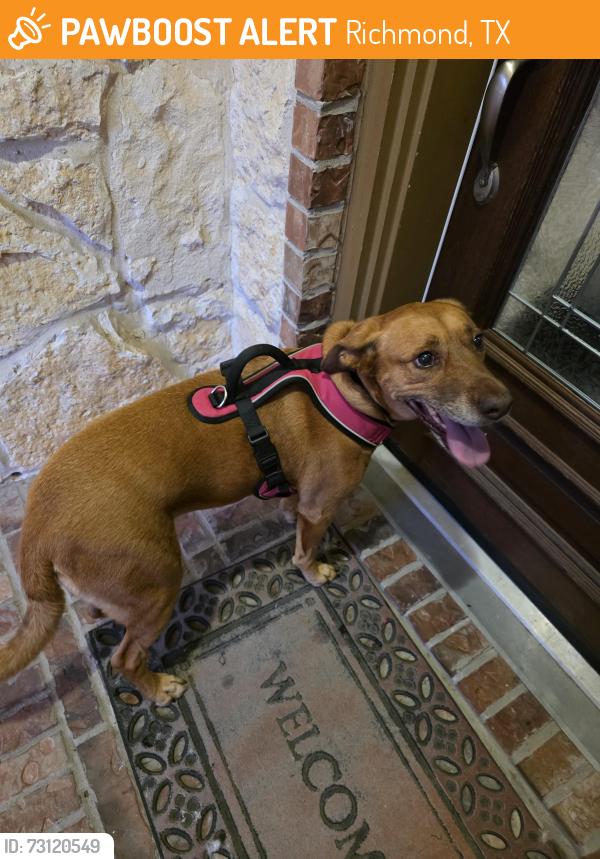 Found/Stray Female Dog last seen Baron sky lane, Richmond, TX 77469