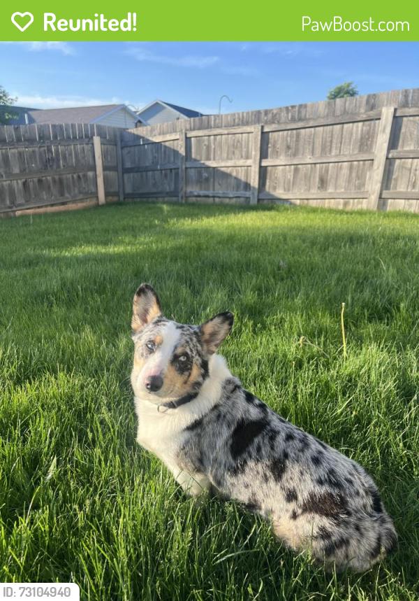 Reunited Male Dog last seen Near E Columbia Ave, Spartanburg, SC 29306, USA, Spartanburg, SC 29306