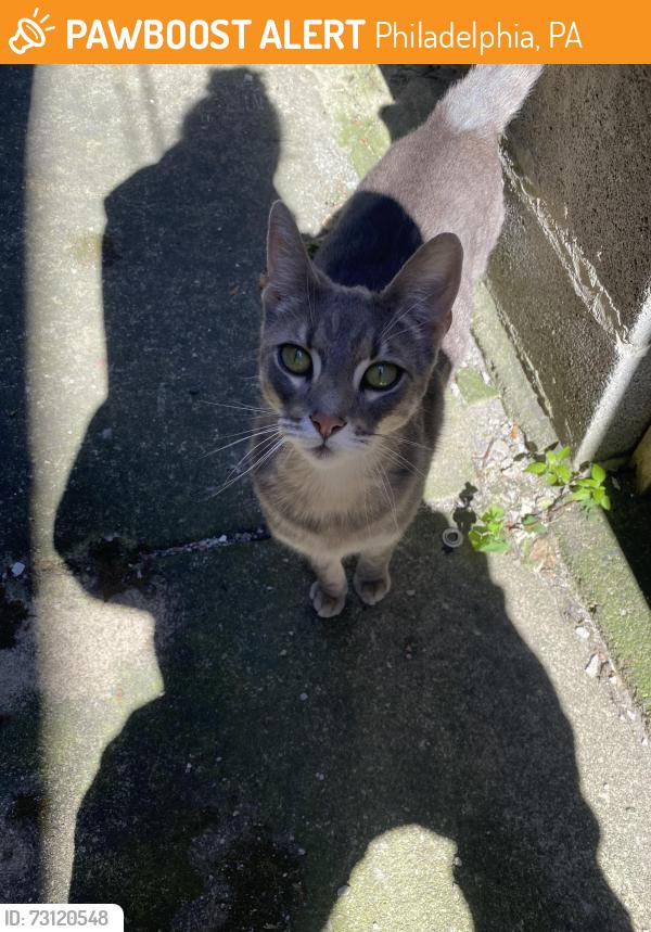 Found/Stray Female Cat last seen McKean Street, Philadelphia, PA 19148