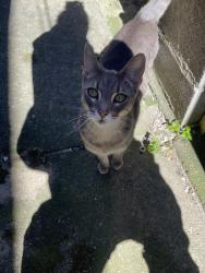 Found/Stray Female Cat last seen McKean Street, Philadelphia, PA 19148