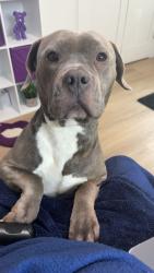 Reunited Female Dog last seen Belue Market, Boiling Springs, SC 29316