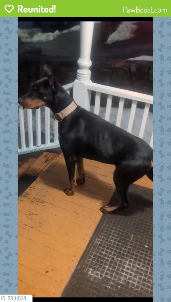 Reunited Male Dog last seen Pico-Robertson, Los Angeles, CA 90035, USA, Los Angeles, CA 90035