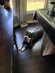Reunited Female Dog last seen Near Bramblegate Road, Hope Mills, NC, Hope Mills, NC 28348