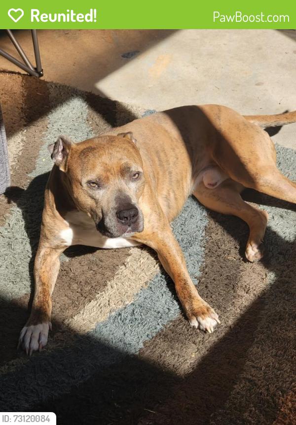 Reunited Male Dog last seen Cumberland and winterlochen dr, Dunn, NC 28334