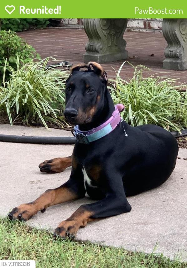Reunited Female Dog last seen 111th and S 353rd East Avenue, Coweta, OK 74429