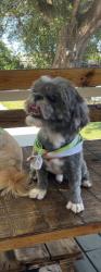 Lost Male Dog last seen Nw 153rs st Miami Fl 33169, Biscayne Gardens, FL 33169