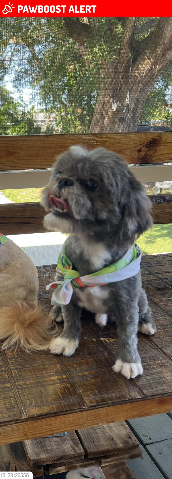 Lost Male Dog last seen Nw 153rs st Miami Fl 33169, Biscayne Gardens, FL 33169