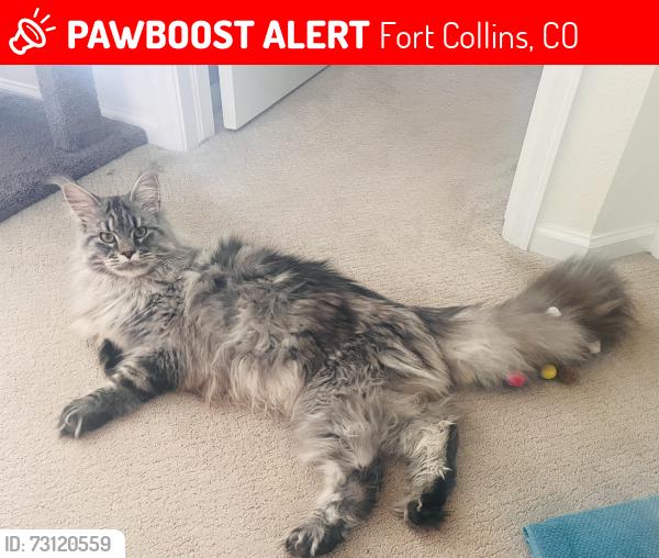 Lost Female Cat last seen Tigercat Way & Crusader St, Fort Collins, CO 80524