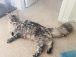 Lost Female Cat last seen Tigercat Way & Crusader St, Fort Collins, CO 80524