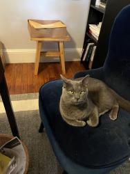 Reunited Male Cat last seen High Ave and Woodland Road, Roslyn, PA 19001