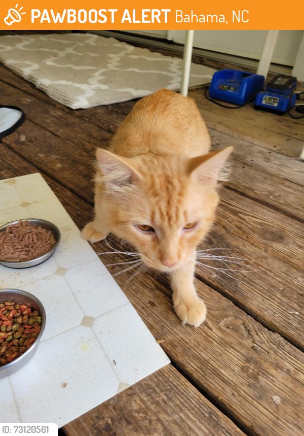 Found/Stray Male Cat last seen Near Ball Road, Bahama, NC 27503