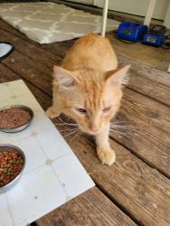 Found/Stray Male Cat last seen Near Ball Road, Bahama, NC 27503