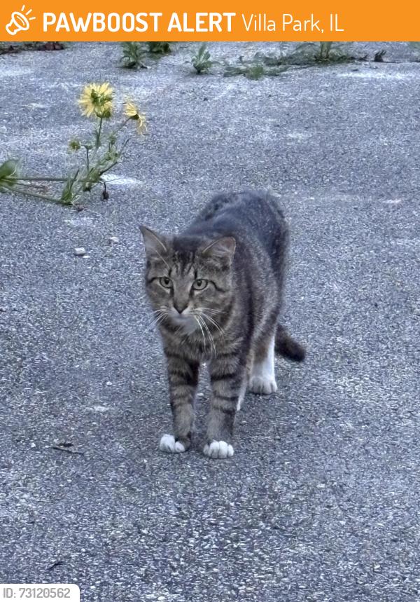 Found/Stray Male Cat last seen park blvd and cornell, Villa Park, IL 60181