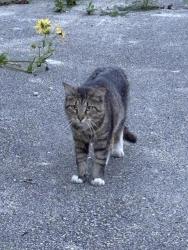 Found/Stray Male Cat last seen park blvd and cornell, Villa Park, IL 60181