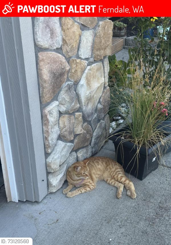 Lost Female Cat last seen Portal Manor Street, Ferndale, WA 98248