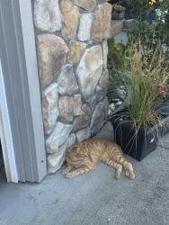 Lost Female Cat last seen Portal Manor Street, Ferndale, WA 98248