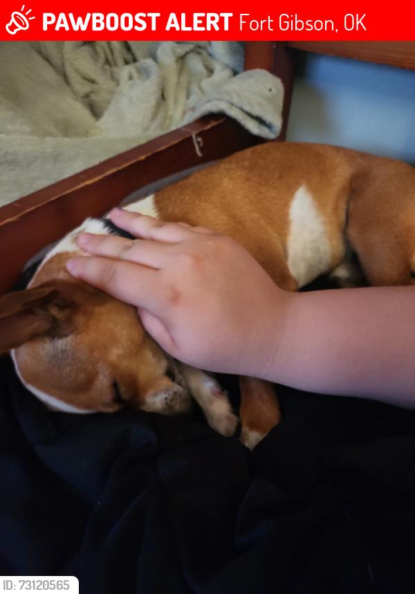 Lost Male Dog last seen Near hwy 10 e, Fort Gibson, OK 74434