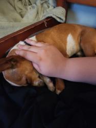 Lost Male Dog last seen Near hwy 10 e, Fort Gibson, OK 74434