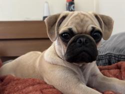 Reunited Female Dog last seen Near campus drive Buena Park, Buena Park, CA 90621