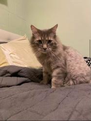 Reunited Male Cat last seen Near Ridge Rd, Brooklyn, OH 44144, USA, Brooklyn, OH 44144