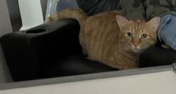 Reunited Male Cat last seen Wootton St, Boonton, NJ 07005, USA, Boonton, NJ 07005