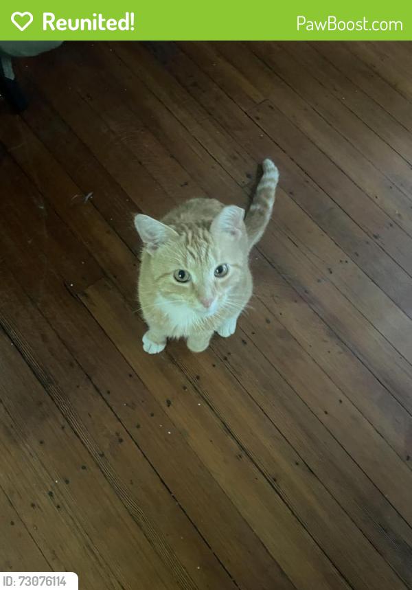 Reunited Male Cat last seen Concolor Avenue/Converse Avenue, Newton, MA 02458
