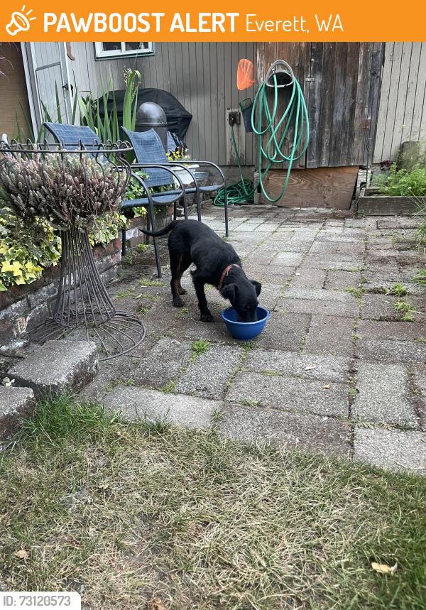 Found/Stray Male Dog last seen Freeway pl, Everett, WA 98208