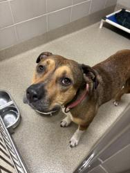 Shelter Stray Female Dog last seen Northampton/Baker Rd, VIRGINIA BEACH, VA, 23455, 341 S Birdneck Rd, Virginia Beach, VA 23451, USA