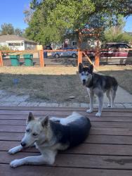 Reunited Male Dog last seen Near Yost St, Aurora, CO 80011, USA, Aurora, CO 80011