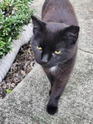 Reunited Unknown Cat last seen Lipscomb St, Richmond, VA 23224