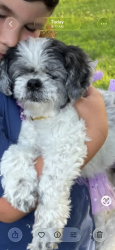 Reunited Female Dog last seen W 246th street and independence Avenue, The Bronx, NY 10471