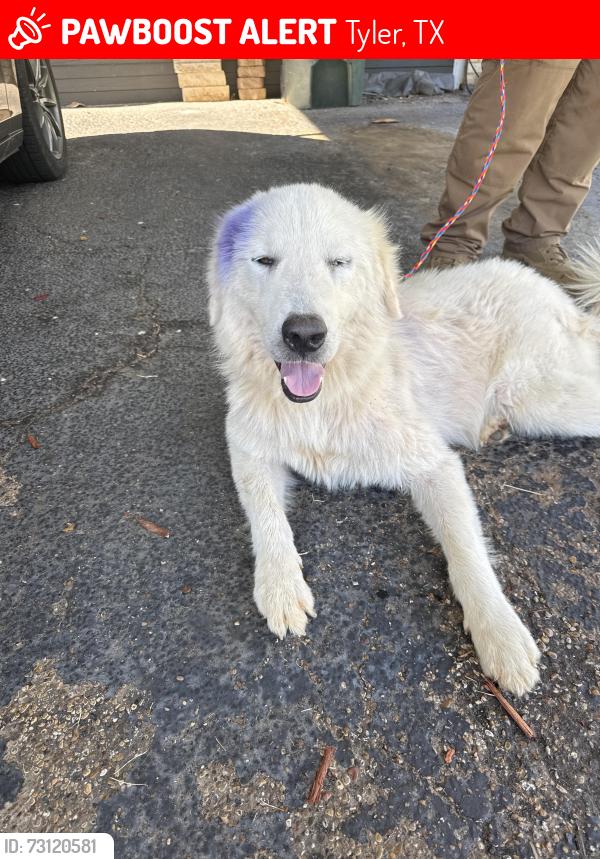 Lost Male Dog last seen Sampson Dr, Tyler, TX 75701