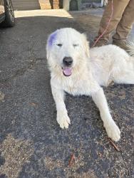 Lost Male Dog last seen Sampson Dr, Tyler, TX 75701