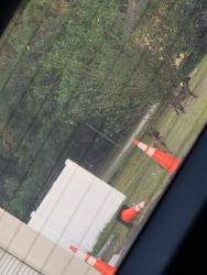 Found/Stray Unknown Dog last seen Lem turner and trout River blvd, Jacksonville, FL 32208