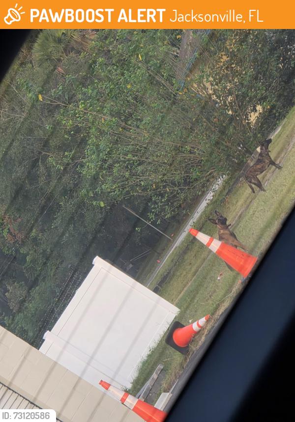Found/Stray Unknown Dog last seen Lem turner and trout River blvd, Jacksonville, FL 32208