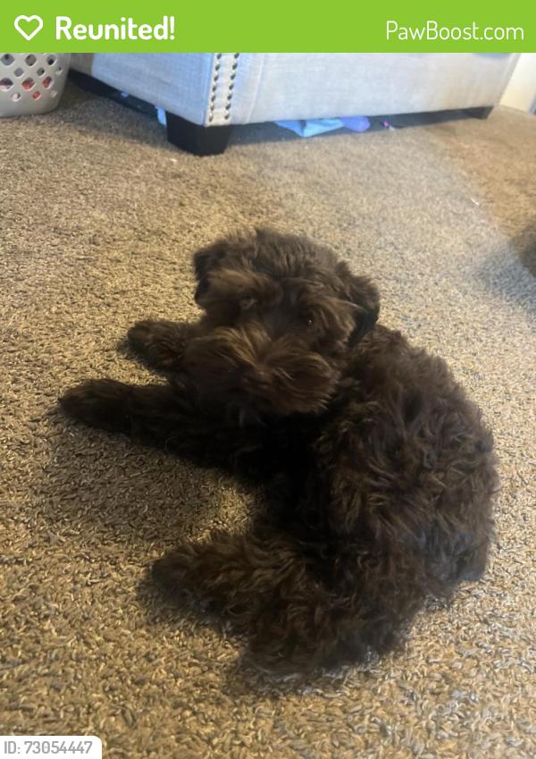 Reunited Male Dog last seen Highway 11, Hornet Machine, Winnsboro, TX 75494