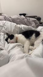 Reunited Male Cat last seen Savannah Hills, Matthews, NC 28105