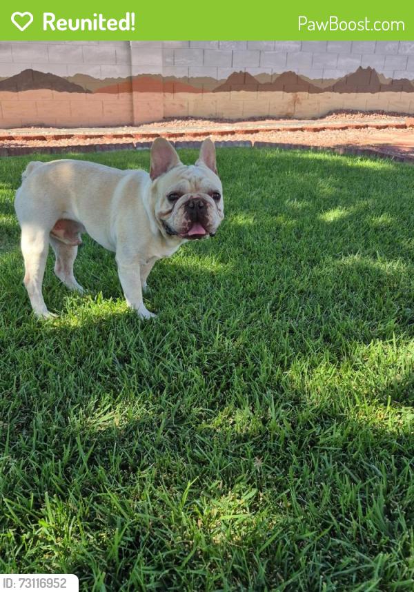 Reunited Male Dog last seen Near Butterball Ct, North Las Vegas, NV 89032, USA, North Las Vegas, NV 89032