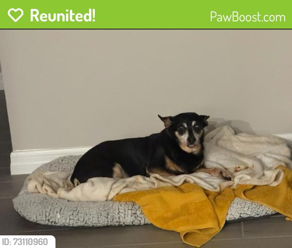 Reunited Male Dog last seen Near SW 58th place Rd ocala FL 34474, Ocala, FL 34474