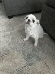 Reunited Female Dog last seen Graywolf Ridge Trail... near North Tarrant Parkway, Fort Worth, TX 76244