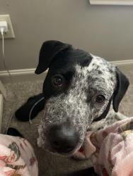 Reunited Male Dog last seen White Oak & Burgess, Pensacola, FL 32503