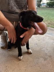 Found/Stray Female Dog last seen Colonial Pkwy and CR 527 in Burleson, Burleson, TX 76028
